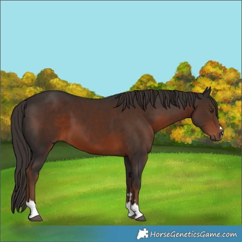 Horse Color:Liver Chestnut 