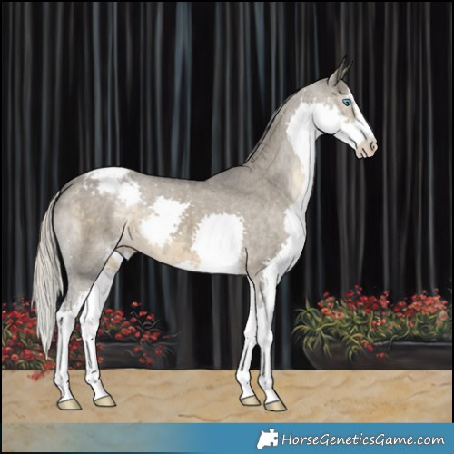 Horse Color:Silver Smoky Grullo Splash Varnish 