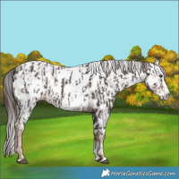 Horse Color:Liver Chestnut Sabino Splash Near Leopard  and Gray Liver Chestnut Sabino Splash Near Leopard 