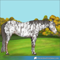 Horse Color:Liver Chestnut Sabino Splash Appaloosa  and Gray Liver Chestnut Sabino Splash Appaloosa 