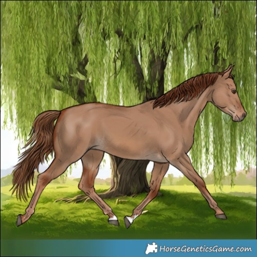 Horse Color:Red Dun 