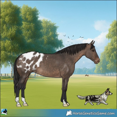 Horse Color:Brown Dun Appaloosa