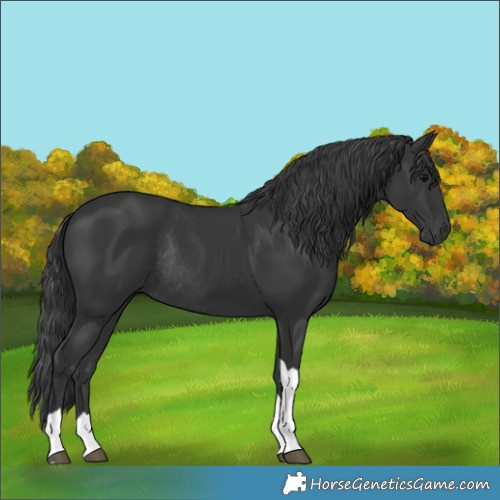 Horse Color:Black Tobiano Rabicano 