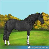 Horse Color:Black Tobiano Rabicano 