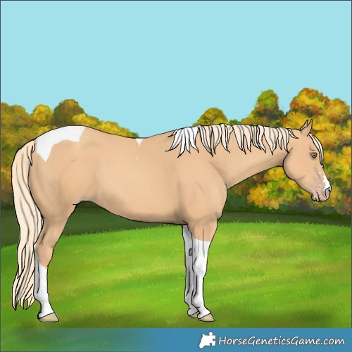 Horse Color:Gold Champagne Tobiano 