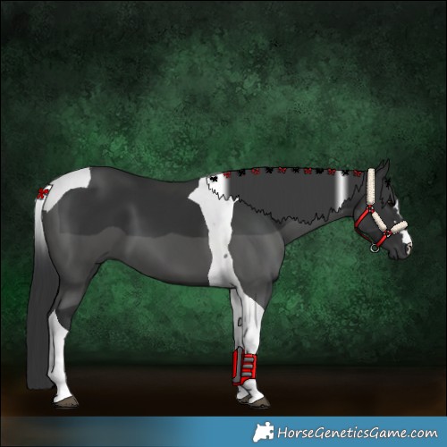 Horse Color:Black Tobiano 