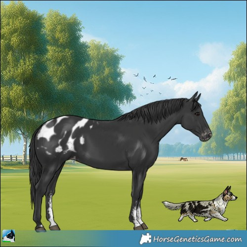 Horse Color:Black Sabino Appaloosa Rabicano 