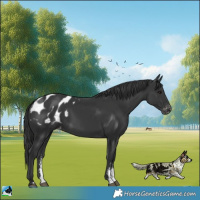 Horse Color:Black Sabino Appaloosa Rabicano 