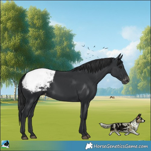 Horse Color:Black Appaloosa Rabicano 