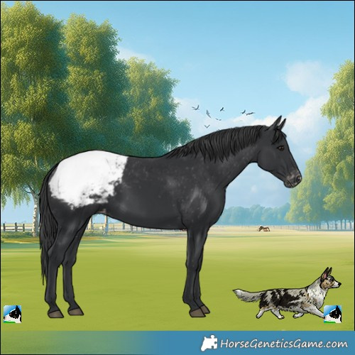 Horse Color:Black Snowcap Rabicano