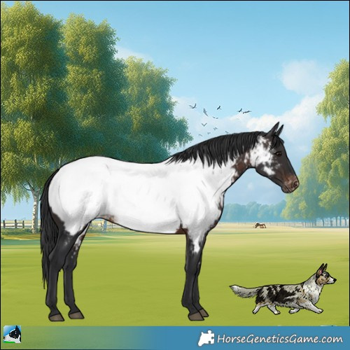 Horse Color:Brown Appaloosa Rabicano 