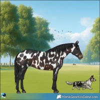 Horse Color:Brown Appaloosa