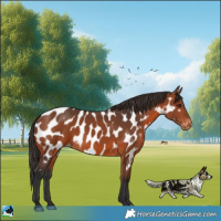 Horse Color:Bay Near Leopard Rabicano 