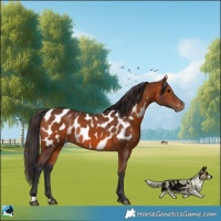 Horse Color:Bay Appaloosa Rabicano