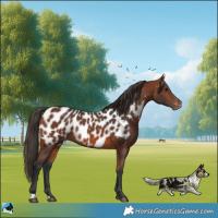 Horse Color:Bay Near Leopard Rabicano 