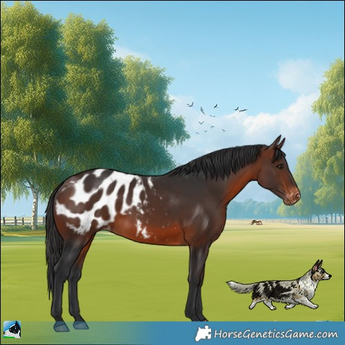Horse Color:Brown Appaloosa Rabicano 