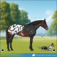 Horse Color:Brown Blanket Rabicano 