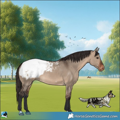 Horse Color:Brown Dun Appaloosa Rabicano 
