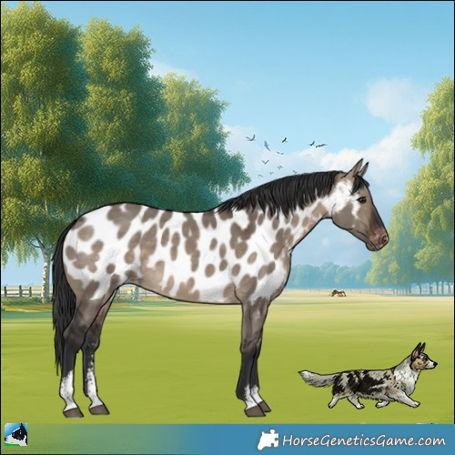 Horse Color:Brown Dun Sabino Appaloosa Rabicano 