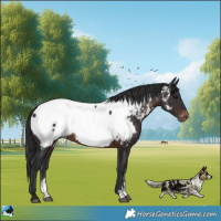 Horse Color:Brown Sabino Near Fewspot 