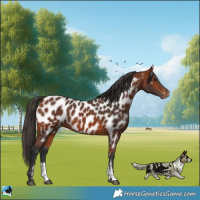 Horse Color:Bay Sabino Near Leopard