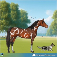 Horse Color:Bay Sabino Appaloosa