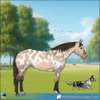 Horse Color:Bay Dun Appaloosa Rabicano 