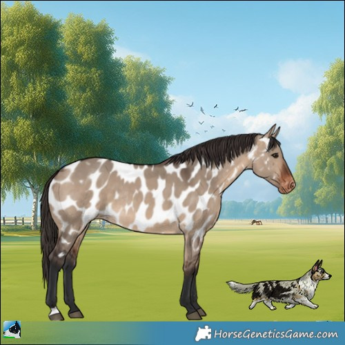 Horse Color:Brown Dun Appaloosa Rabicano 