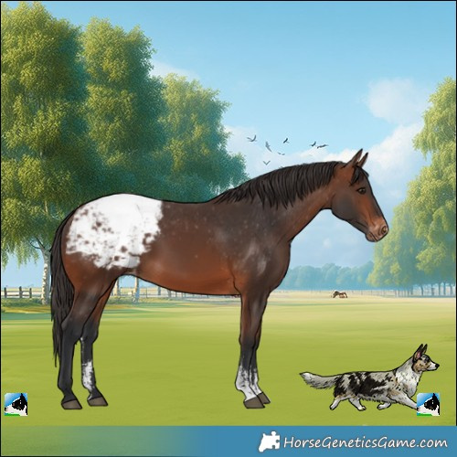 Horse Color:Brown Sabino Snowcap Rabicano