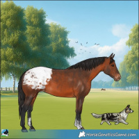 Horse Color:Brown Sabino Appaloosa Rabicano 