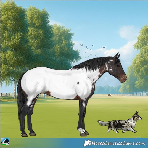 Horse Color:Brown Appaloosa