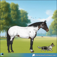 Horse Color:Brown Appaloosa 