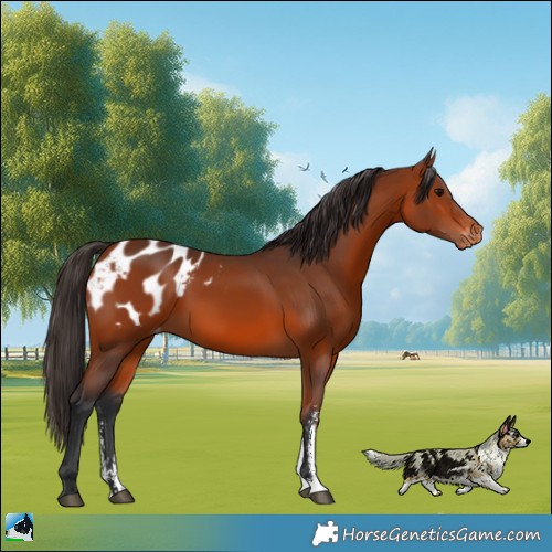 Horse Color:Bay Sabino Appaloosa 