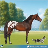 Horse Color:Bay Sabino Blanket 