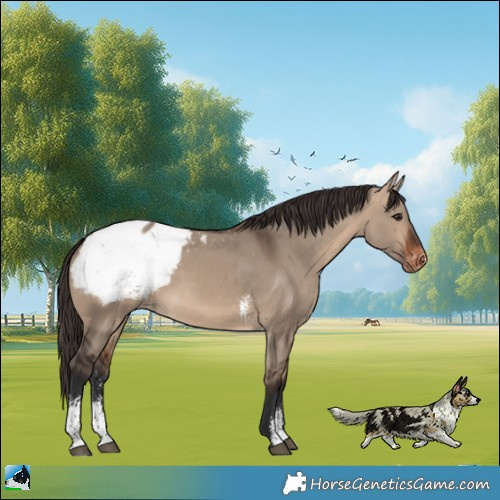 Horse Color:Bay Dun Sabino Appaloosa Rabicano