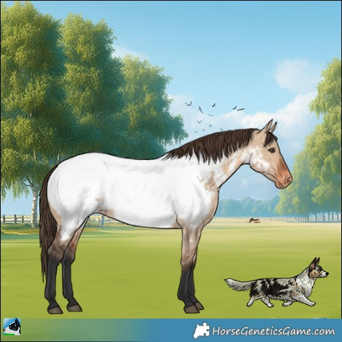 Horse Color:Bay Dun Appaloosa Rabicano 
