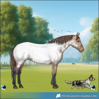 Horse Color:Bay Dun Appaloosa Rabicano 