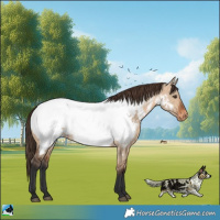 Horse Color:Bay Dun Appaloosa Rabicano 