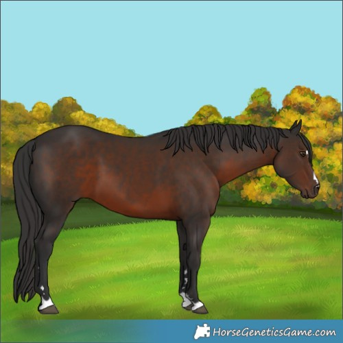 Horse Color:Liver Chestnut 