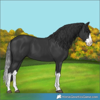 Horse Color:Black Splash