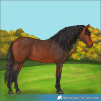 Horse Color:Bay 