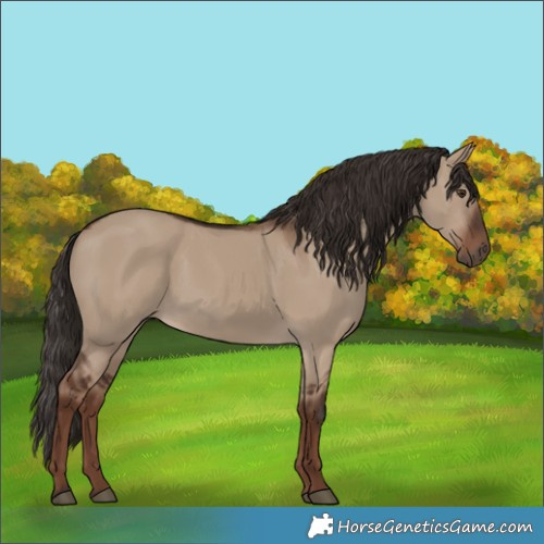 Horse Color:Liver Red Dun 