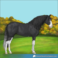 Horse Color:Black Splash