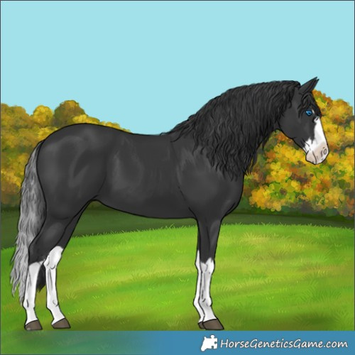 Horse Color:Black Splash 
