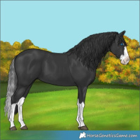 Horse Color:Black Splash 