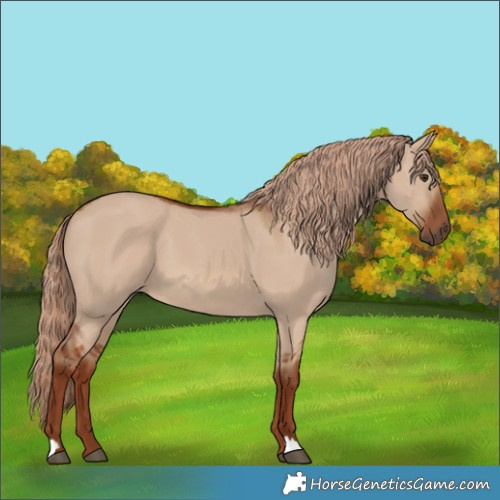 Horse Color:Red Dun 