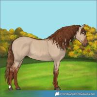 Horse Color:Red Dun Rabicano 