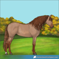 Horse Color:Red Dun Rabicano 