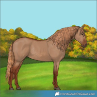 Horse Color:Red Dun Rabicano 