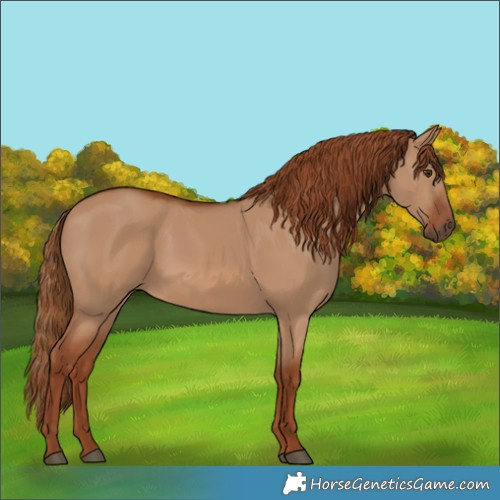 Horse Color:Red Dun Rabicano 